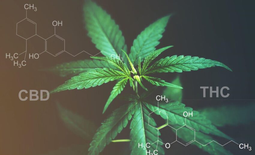 nature's potential revolution in CBD and THC